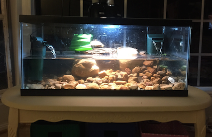 Lucy's tank.png