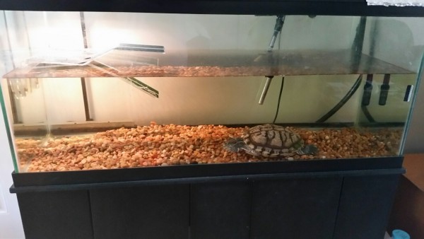 sheldon tank 3.jpg (247.82 KiB) Viewed 4394 times sheldon tank 3.jpg