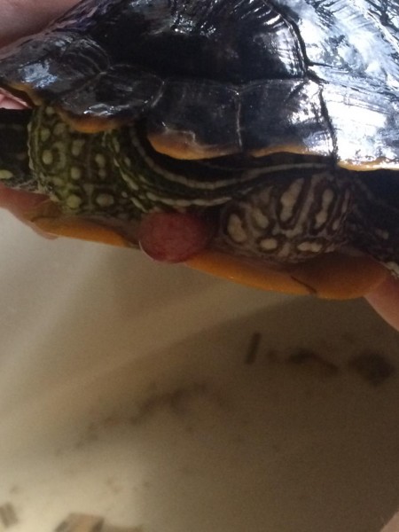 turtle.jpg