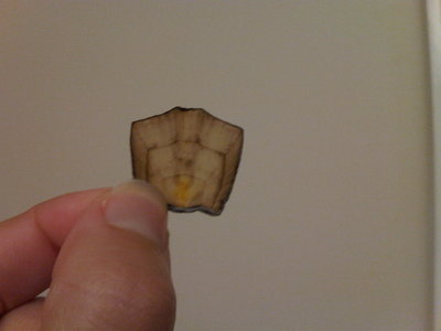 IMG00283-20110226-1924.jpg