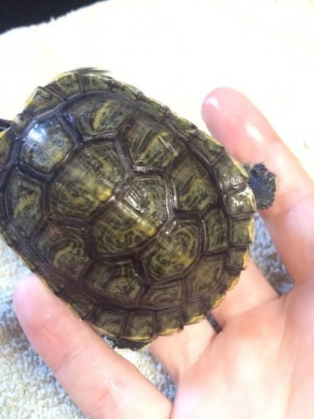Turtle1front.jpg