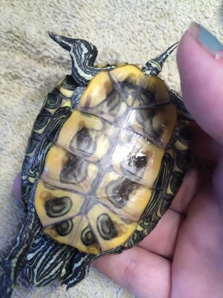 turtle1back.jpg
