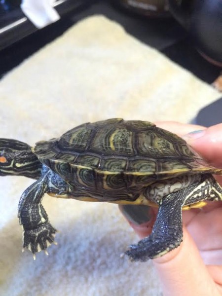 Turtle1side.jpg