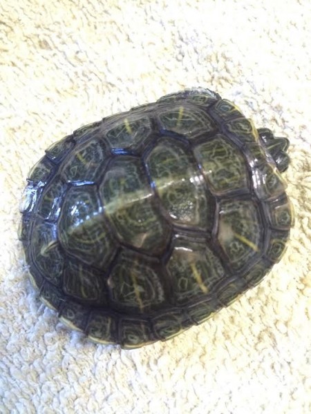 Turtle2front.jpg