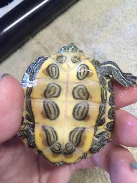 turtle2back.jpg