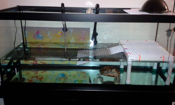 Sheldon's Tank.jpg