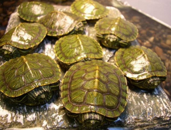 Cebu+Zoo+-+red-eared+slider+turtle.jpg