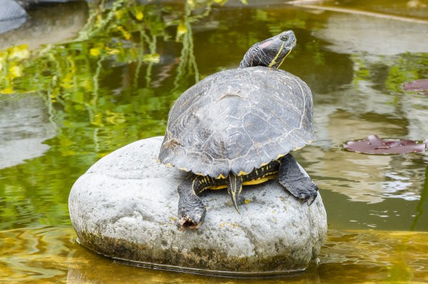 Turtle.jpg