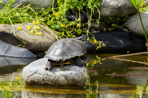 Turtle-3.jpg