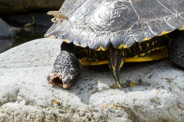 Turtle-4.jpg