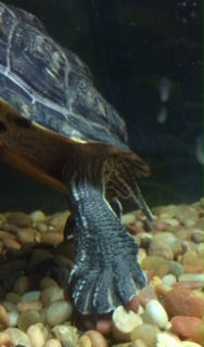 g tail.jpg