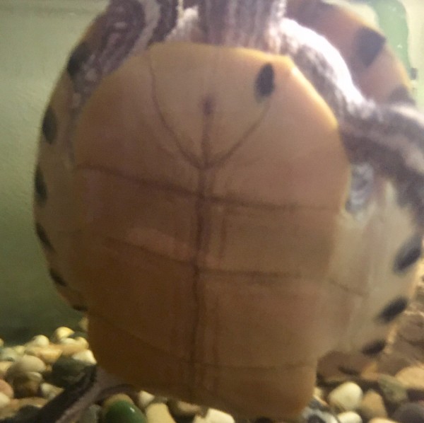 plastron.jpg