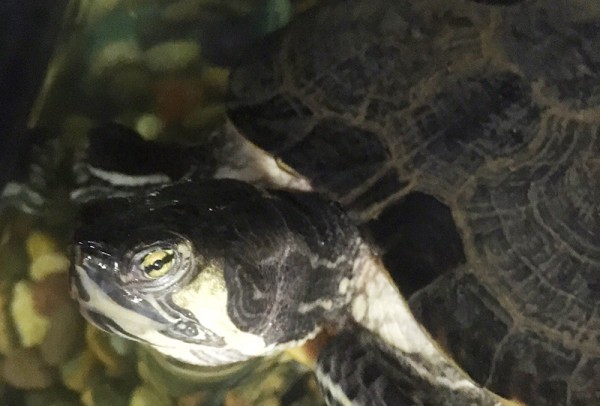 turtleface.jpg