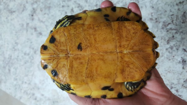Turtle.jpg