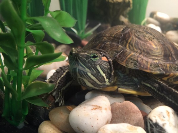 Turtle.jpg