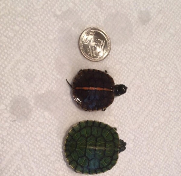 size.jpg