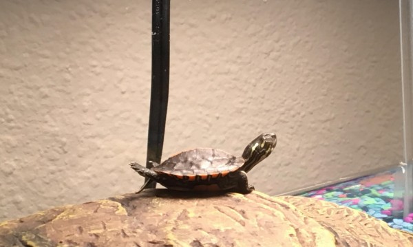 mikey basking.jpg