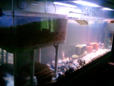 2011-04-03 16.29.22.jpg