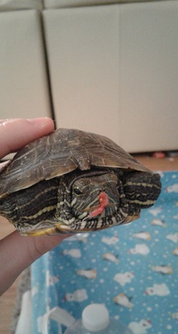 Turtle Donny Sugar Buzz.jpg