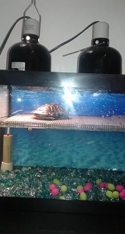 Turtle Bask-y.jpg