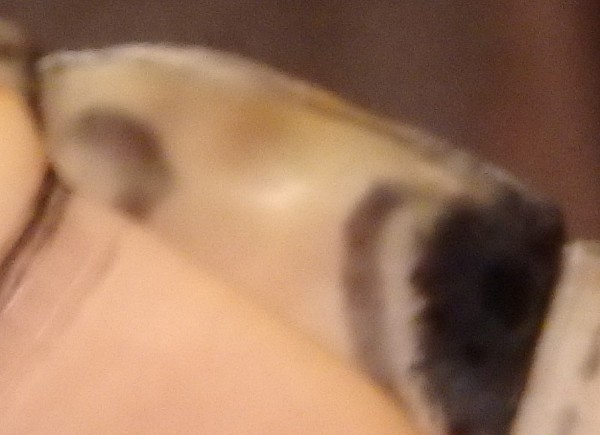 Scute.jpg