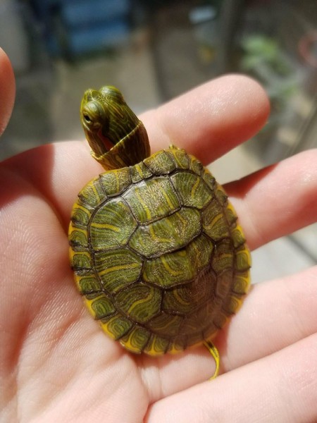 Tiny.jpg