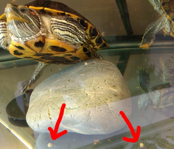 weird_eggs_in_tank.jpg
