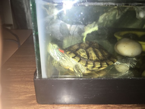 turtle (1).jpg