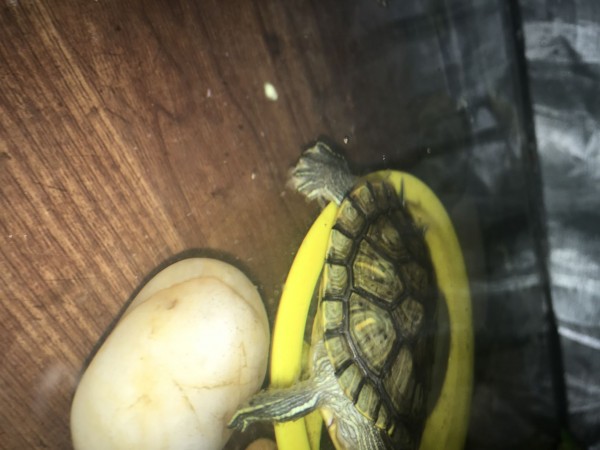 turtles.jpg