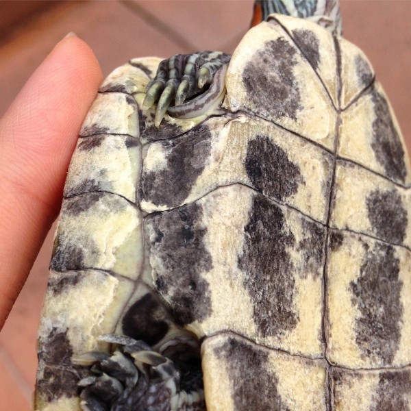 LHS plastron.jpg