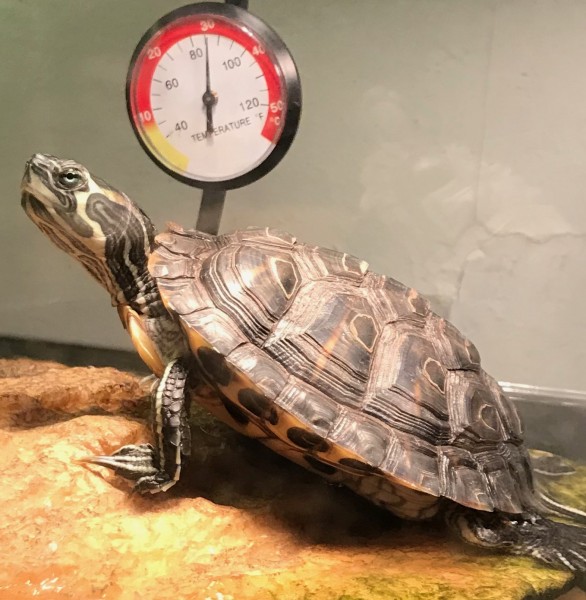 turt.jpeg