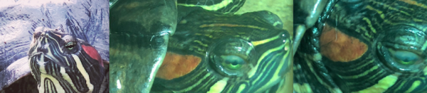eyes.png