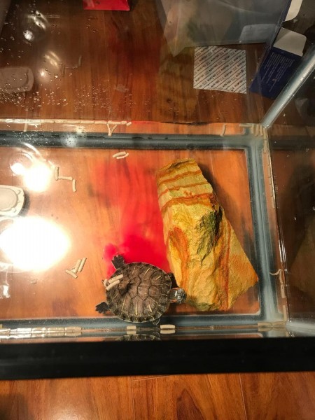 turtle 2.jpeg