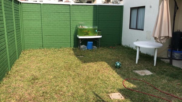 backyard.jpeg (181.2 KiB) Viewed 31835 times backyard.jpeg