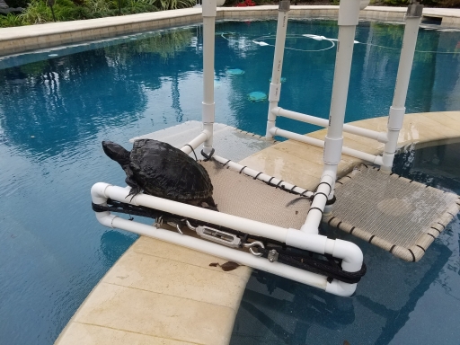 Toadys oasis.jpg