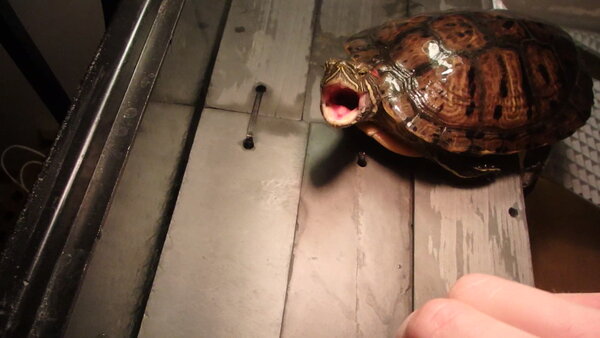 Shelldon Leo Kooper (356).JPG