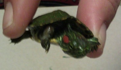 IMAG0063.jpg
