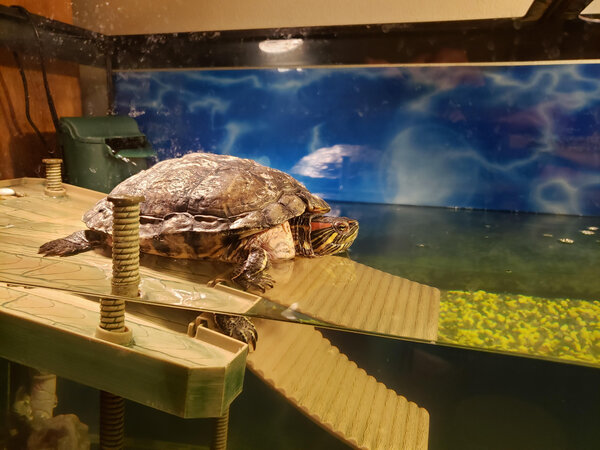 turt.jpg