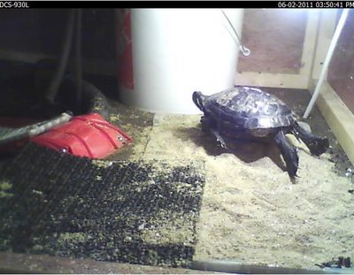 SuperTurtle.JPG