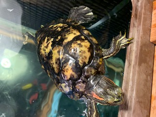 thumbnail_IMG_3480.jpg