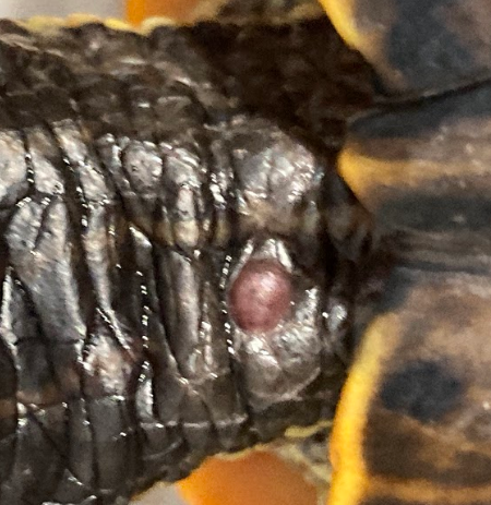 Blister 3.png