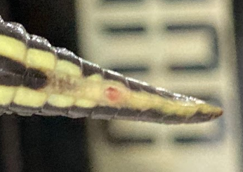 Tail Zit 3.png