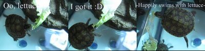 Lettuce turtle.jpg