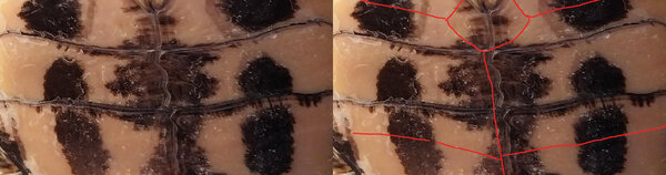 plastron.jpg
