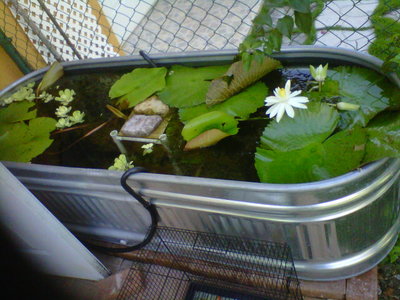 IMG00044-20110420-0815.jpg