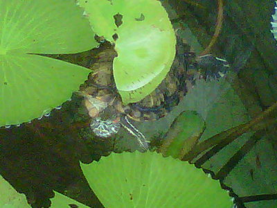 IMG-20110522-00003.jpg