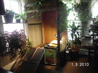 Nelly and her Jungle home.JPG