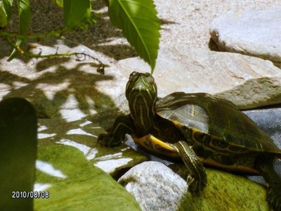Slacker Basking.JPG